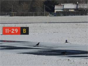 Les corbeaux au point d'arret bravo