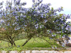 La-végétation-de Jersey
