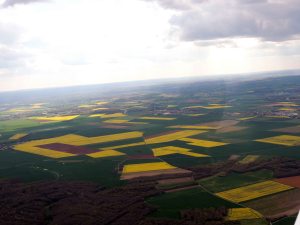 Les champs de colza en fleurs